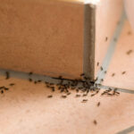 Ameisen Im Haus Bekämpfen: So Vertreiben Sie Die Krabbler pertaining to Ameisen Im Schlafzimmer Was Tun