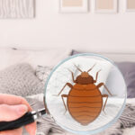 Ameisen ?? Im Haus – Das Hilft Wirklich Throughout Ameisen Im Schlafzimmer Was Tun