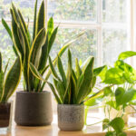 Die 5 Besten Pflanzen Fürs Schlafzimmer – Mein Schöner Garten Inside Pflanzen Für Das Schlafzimmer