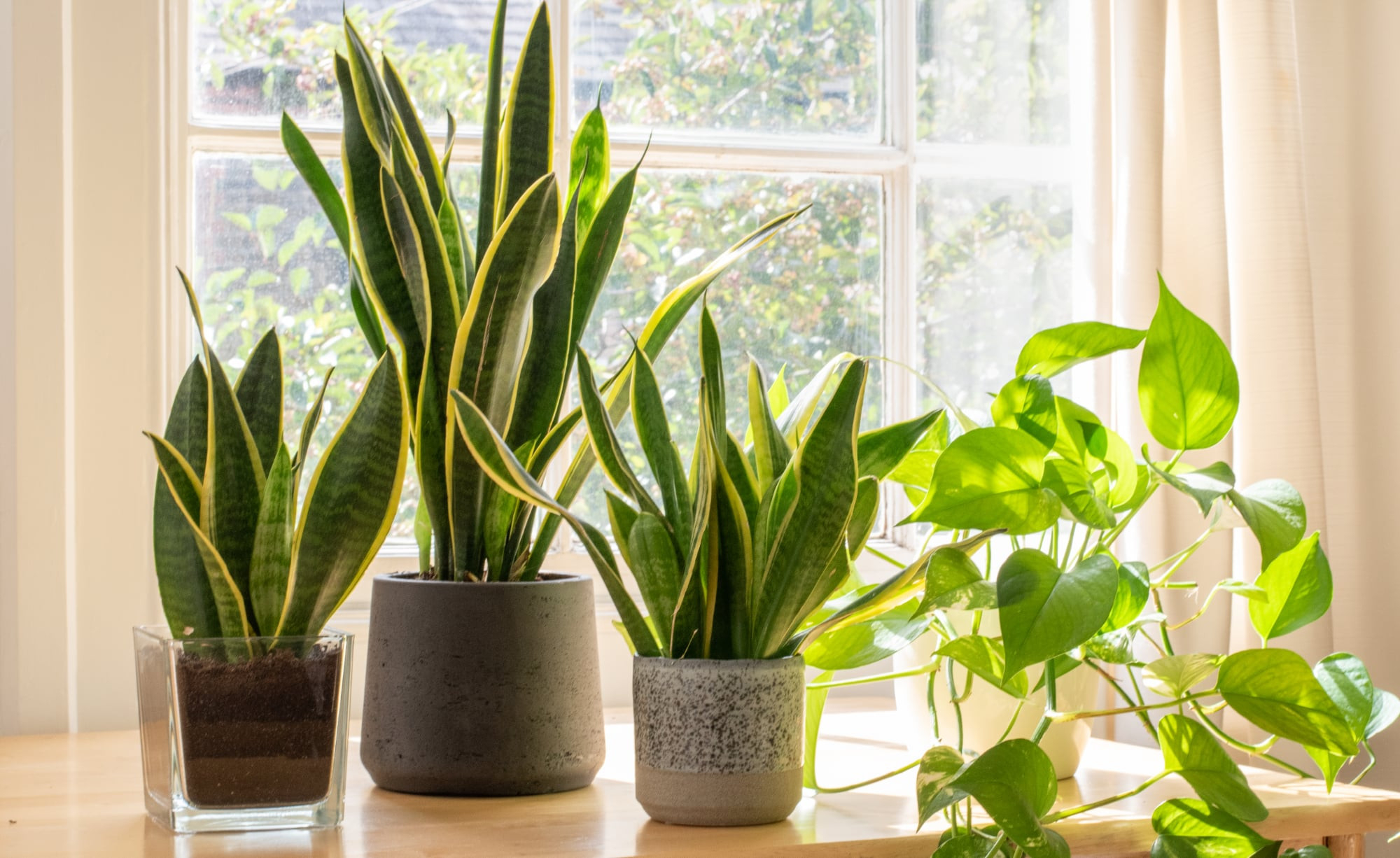 Die 5 Besten Pflanzen Fürs Schlafzimmer - Mein Schöner Garten inside Pflanzen Für Das Schlafzimmer