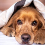 Hund Im Bett: Ja Oder Nein? Von Der Hygiene Bis Zur Bindung Throughout Hund Soll Nicht Mehr Im Schlafzimmer Schlafen