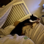 Ist Es Grausam, Meinem Hund Nicht Zu Erlauben, Im Bett Zu Schlafen with regard to Hund Soll Nicht Mehr Im Schlafzimmer Schlafen