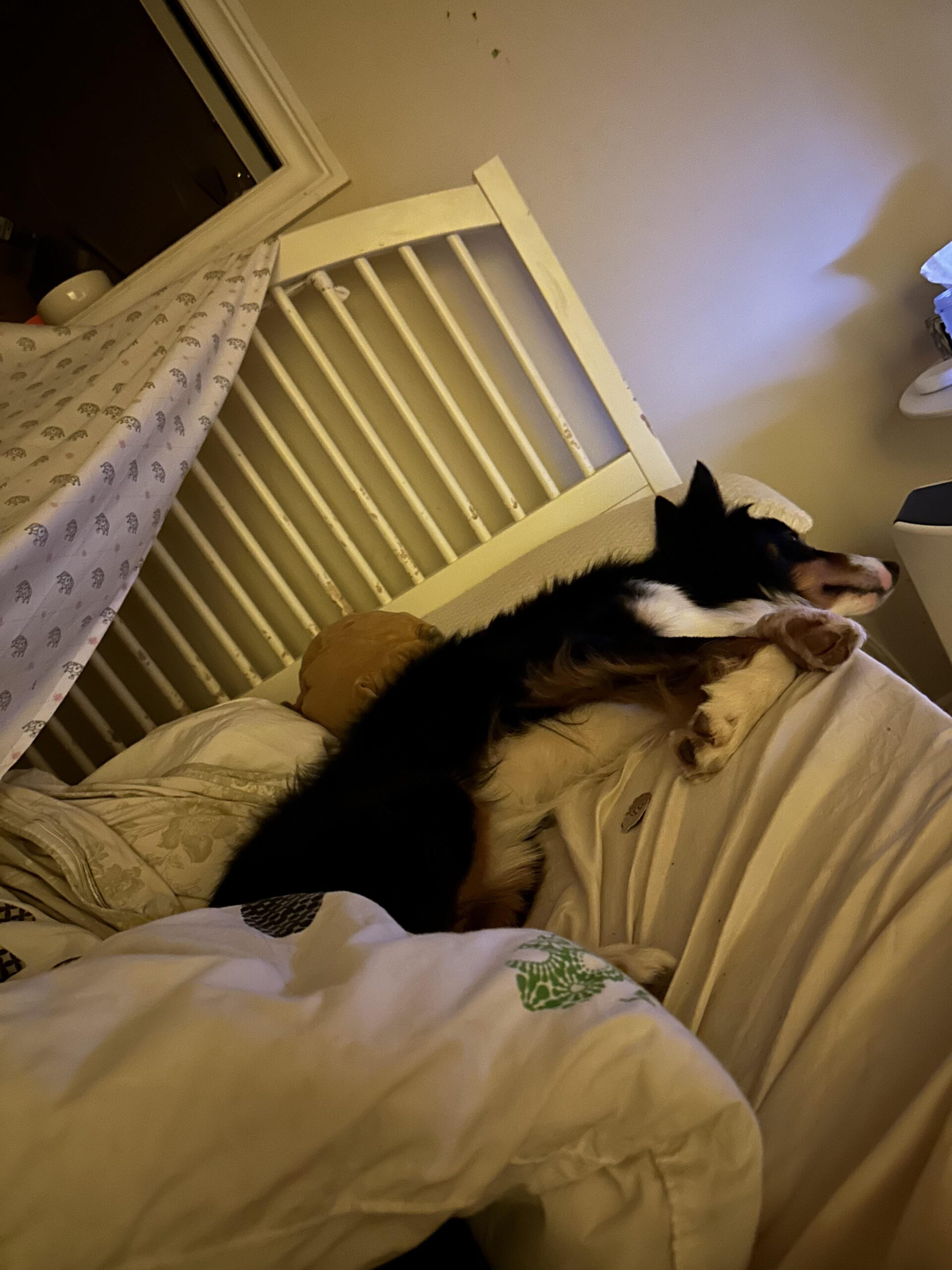 Ist Es Grausam, Meinem Hund Nicht Zu Erlauben, Im Bett Zu Schlafen with regard to Hund Soll Nicht Mehr Im Schlafzimmer Schlafen