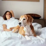 Sollte Ich Meinen Hund Im Bett Schlafen Lassen? | Zooplus Magazine Inside Hund Soll Nicht Mehr Im Schlafzimmer Schlafen