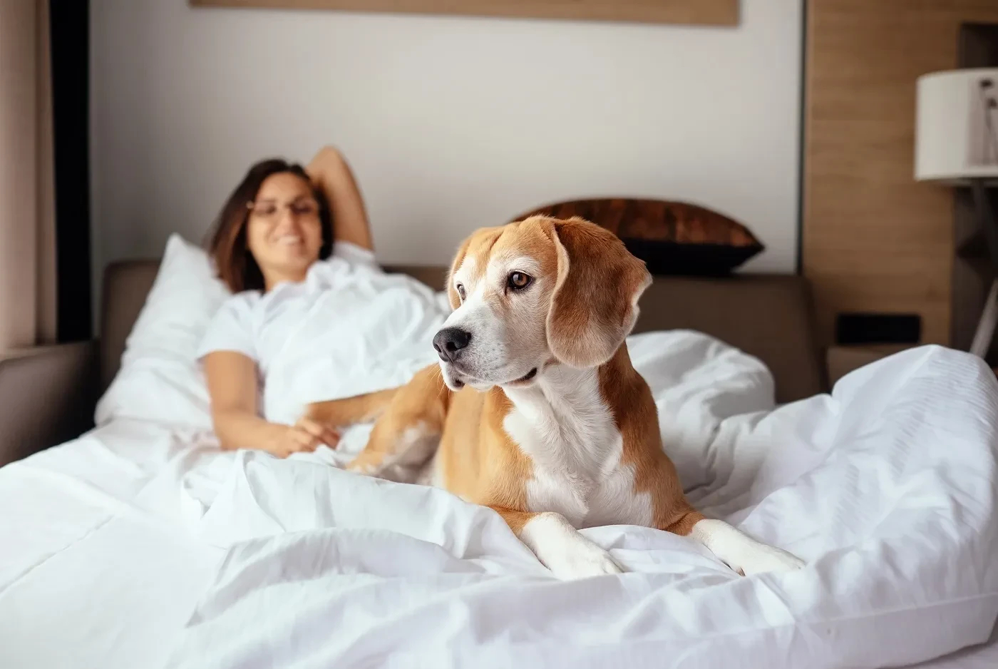 Sollte Ich Meinen Hund Im Bett Schlafen Lassen? | Zooplus Magazine Inside Hund Soll Nicht Mehr Im Schlafzimmer Schlafen